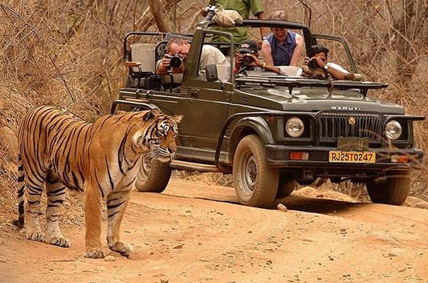 Jeep Safari