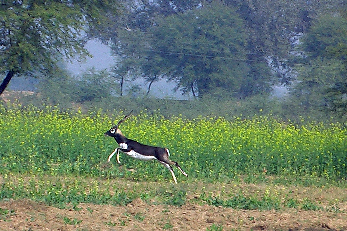 bird Jawi
